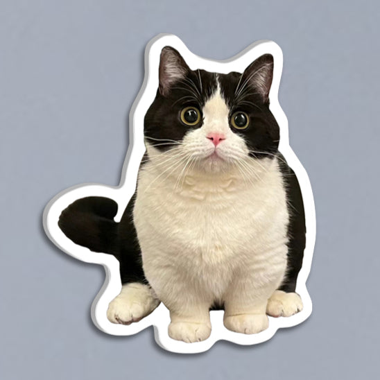 (1 WEEK WAIT) Customized photo, acrylic refrigerator sticker, pet kitten dog, magnet sticker custom