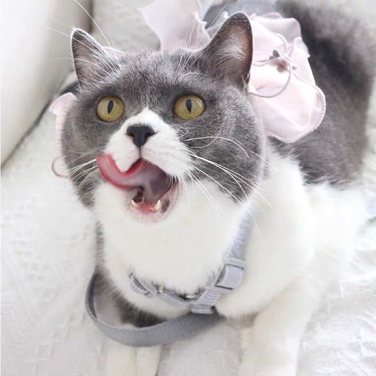 Hand-made romantic leash, bow out cat/dog breathable pet dog chain clothes