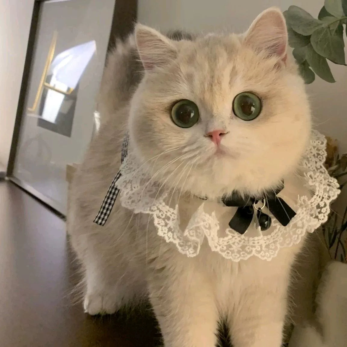 Hand-made cute bow fairy cat/dog saliva towel, lace collar