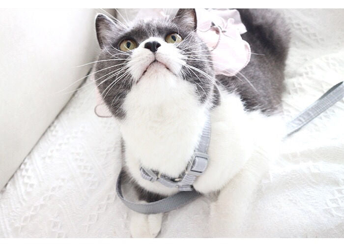 Hand-made romantic leash, bow out cat/dog breathable pet dog chain clothes